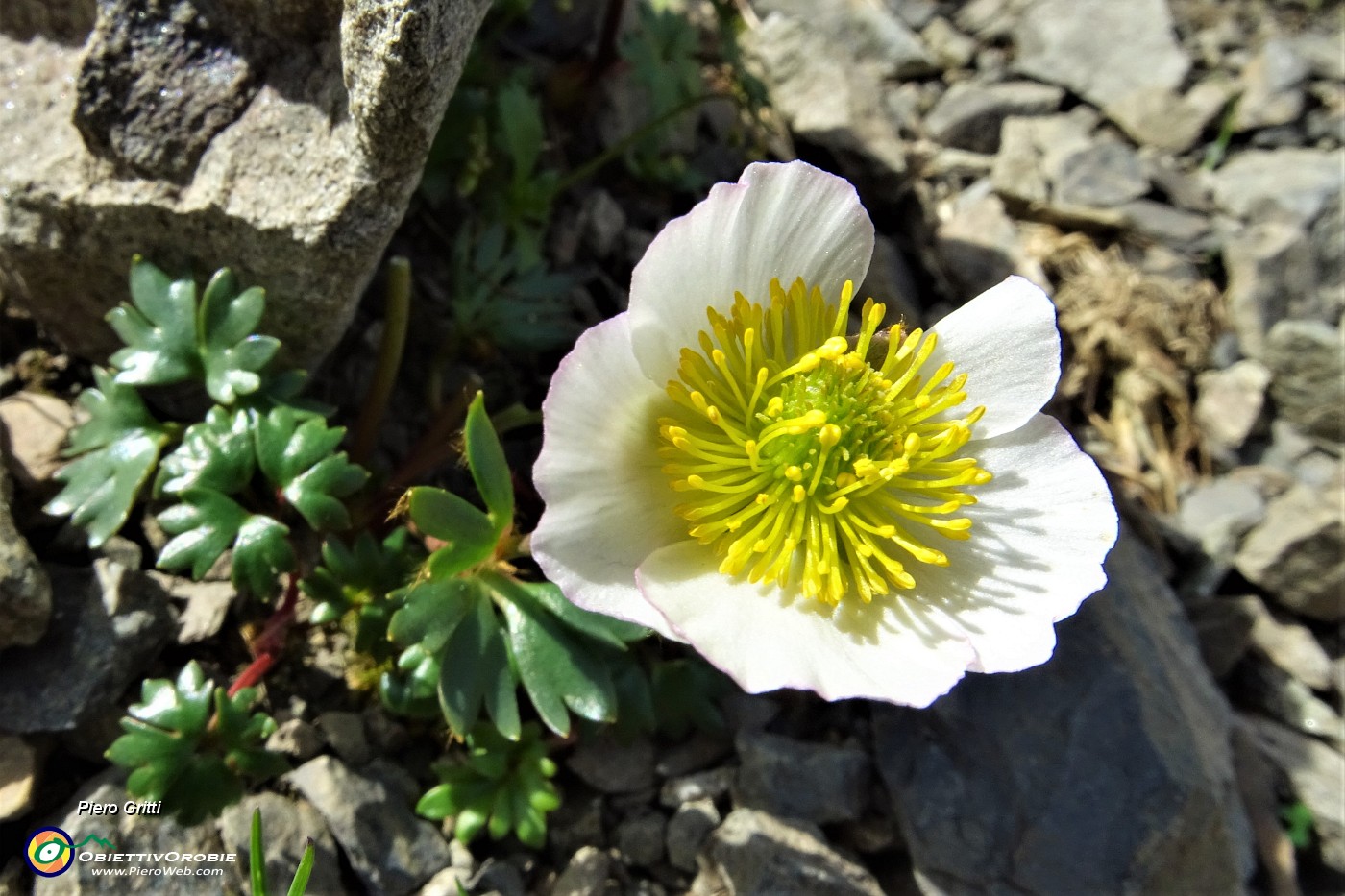 27 Erba dei camosci (Ranunculus glacialis).JPG